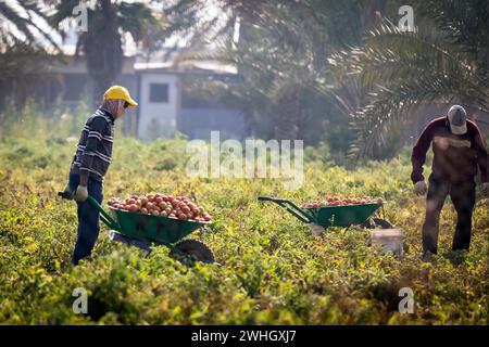 Bountiful Harvest: Arbeiter sammeln frische Tomaten auf einer Landwirtschaftsfarm in Dammam, Saudi-Arabien. Stockfoto