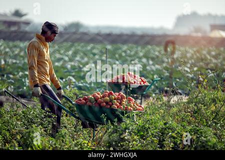 Bountiful Harvest: Arbeiter sammeln frische Tomaten auf einer Landwirtschaftsfarm in Dammam, Saudi-Arabien. Stockfoto