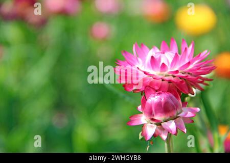 Schöne rote Blumen auf grünem, verschwommenem Hintergrund. Blick auf die Natur Stockfoto