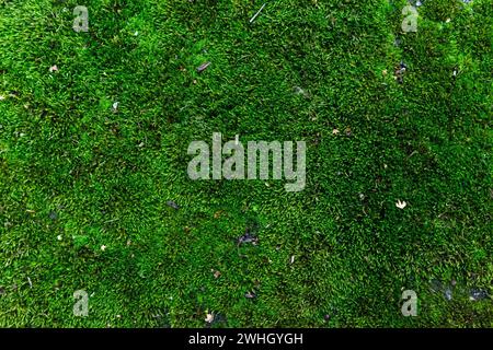 Natürlicher grüner Hintergrund aus natürlichem Moos. Stockfoto
