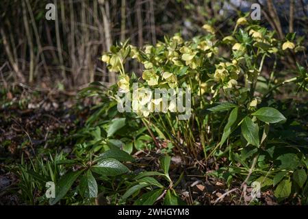 Weihnachtsrose (Helleborus niger) mit lindgrünen gelben Blüten, die in einem Hüttengarten wachsen, frühblühend immergrün pro Stockfoto