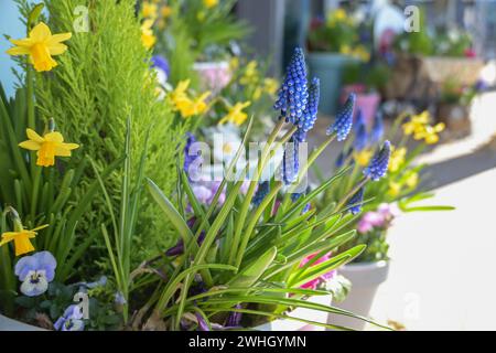 Pflanztopf mit Frühlingsblumen wie Traubenhyazinthen und Narzissen als Osterdekoration und ein fröhlicher Empfang am Eingang, Stockfoto