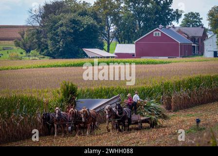 Ansicht von Amish, die dort Mais mit sechs Pferden und drei Männern ernten, wie es vor Jahren war Stockfoto