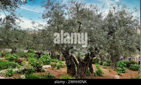 Alte Olivenbäume im Garten Gethsemane in Jerusalem Stockfoto