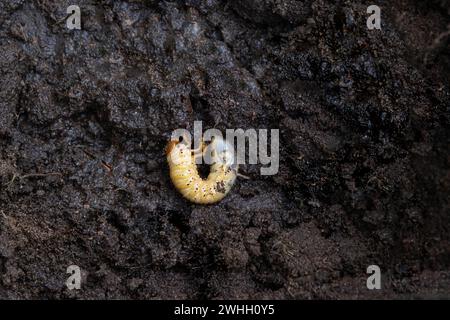 Larve des Untergrundschädlings des Gemüsegartens - Maulwurfgrille. Nahaufnahme auf dem Boden. Stockfoto