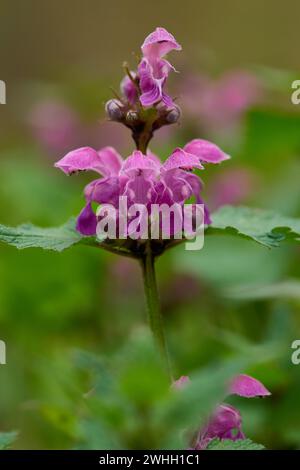 Lamium purpureum, bekannt als rote Brennnessel Stockfoto