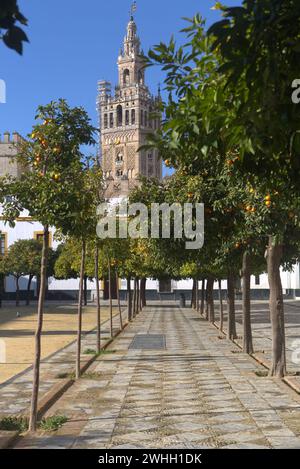 Kathedrale von Sevilla mit Orangenbäumen davor Stockfoto