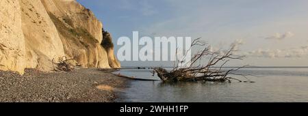 Baum von Moens Klint, Kalksteinfelsen in Dänemark. Stockfoto