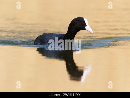 Ein Russ im Park, Ziegeleipark Heilbronn, Deutschland, Europa Stockfoto