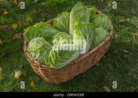 Pekingkohl (l. Brassica rapa subsp. Pekinensis), auch Chinakohl oder Petsai oder Salat Stockfoto