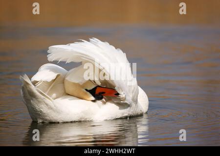 Ein stummer Schwan (Cygnus olor) reinigt sein Gefieder auf einem See in Heilbronn, Deutschland, Europa Stockfoto