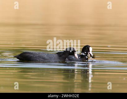 Ein Russ im Park, Ziegeleipark Heilbronn, Deutschland, Europa Stockfoto