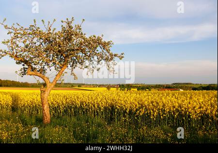 Ein Wiesengarten in Hohenlohe, Baden-WÃ¼rttemberg, Deutschland, Europa Stockfoto