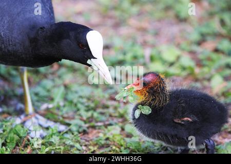 Ein Russ mit einem Küken im Park, Ziegeleipark Heilbronn, Deutschland, Europa - Stockfoto