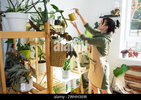 Eine Frau bewässert Hauspflanzen aus ihrer Sammlung seltener Arten aus einer Gießkanne, die mit Liebe in Regalen im Inneren angebaut wird Stockfoto