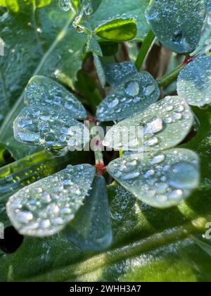 Tautropfen auf den Blättern des grünen Grases glitzern in der Sonne. Makro Stockfoto