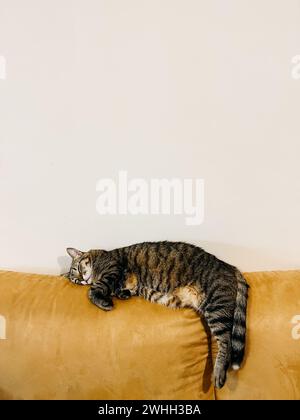 Tabby-Katze schläft auf der Rückseite eines gelben Sofas im Zimmer Stockfoto