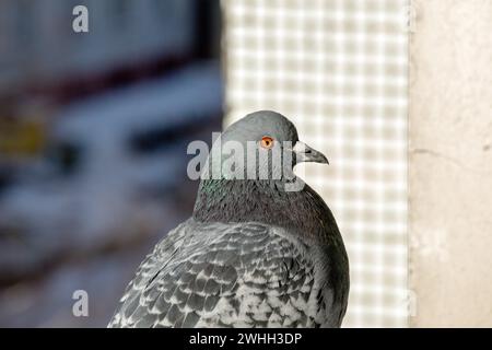 Eine graue Taube mit einem orangen Auge sitzt am Rand des Balkons Stockfoto