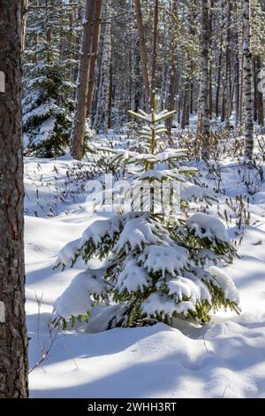 Eine kleine Fichte im Wald ist mit Schnee bedeckt Stockfoto