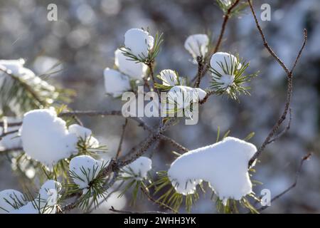 Nadelzweige sind mit weißem Schnee in Form von Schneebälle bedeckt Stockfoto