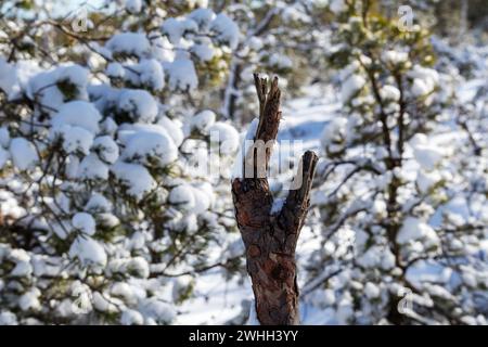 Ein gebrochener Baumzweig in Form einer Handpalme im Winter auf einem Hintergrund von Bäumen Stockfoto