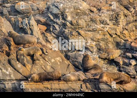 Seelöwen ruhen auf der felsigen Insel ushuaia Stockfoto