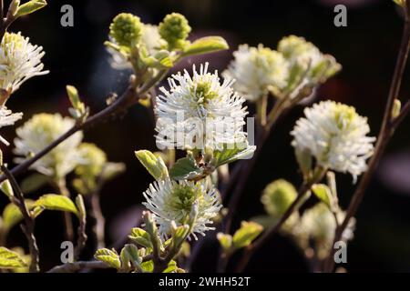 Großer Federstrauch (Fothergilla Major) - blühender Sträucher Stockfoto