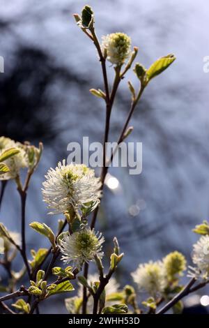 Großer Federstrauch (Fothergilla Major) - blühender Sträucher Stockfoto