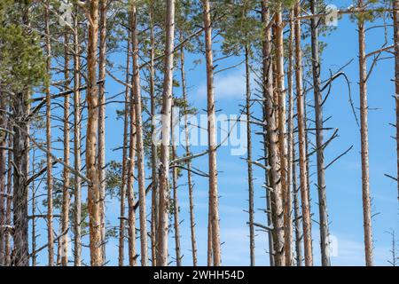Stämme von Nadelbäumen, durch die der blaue Himmel scheint Stockfoto