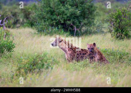 Zwei Hyänen im Tsavo East National Park, Kenia, Afrika Stockfoto