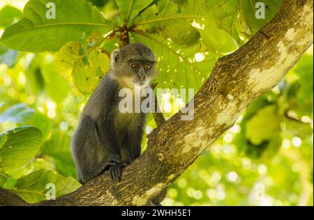 Weißkehliger Affe (Cercopithecus albogularis) in einem Baum, Kenia, Afrika Stockfoto