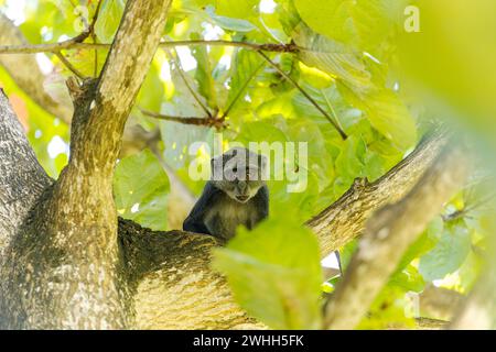 Weißkehliger Affe (Cercopithecus albogularis) in einem Baum, Kenia, Afrika Stockfoto