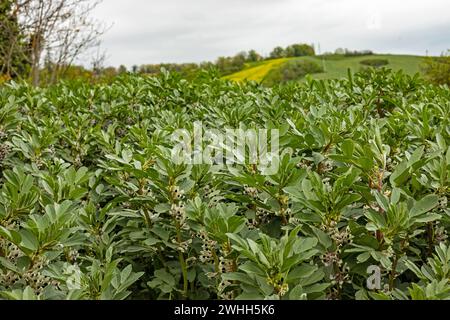 Blühende breite Bohnenpflanzen auf einem landwirtschaftlichen Feld Stockfoto