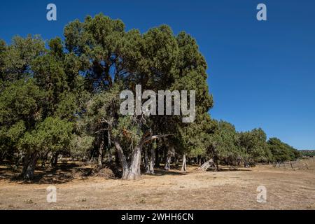 Sabina albar de cinco guias(Juniperus thurifera) Stockfoto