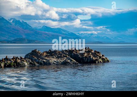 Seelöwen ruhen auf der felsigen Insel ushuaia Stockfoto