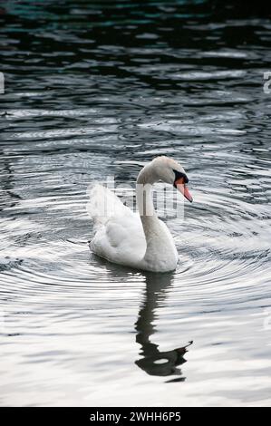 Windsor, Berkshire, Großbritannien. Juli 2010. Der jährliche Schwan-Auftrieb auf der Themse in Windsor, Berkshire. Kredit: Maureen McLean/Alamy Stockfoto