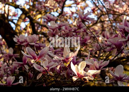 Magnolien-Zweige mit rosa blühenden Blumen Stockfoto