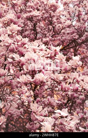 Magnolien-Zweige mit rosa blühenden Blumen Stockfoto