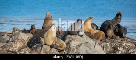 Seelöwen ruhen auf der felsigen Insel ushuaia Stockfoto