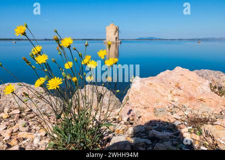 Die antike spanische Mühle, Symbol der Stadt Orbetello in der Toskana Stockfoto