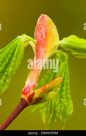 Blätter aus Weinahorn (Acer circinatum), McDowell Creek Falls County Park, Oregon Stockfoto