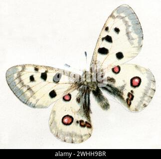 Apollo Parnassius apollo, (Zoologiebuch, 1922), Apollofalter Stockfoto