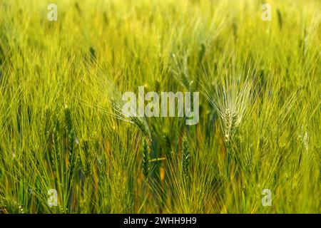 Gerstenfeld, Hordeum, sonnendurchflutetes Gerstenfeld, frisch angebaute Gerste Stockfoto