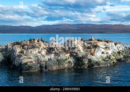 Seelöwen ruhen auf der felsigen Insel ushuaia Stockfoto