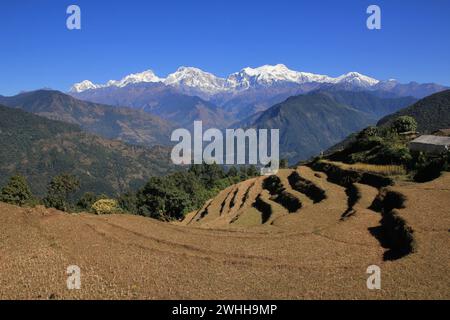 Terrassenförmige Reisfelder in der Annapurna Conservation Area und schneebedeckte Manaslu Range, Nepal. Stockfoto