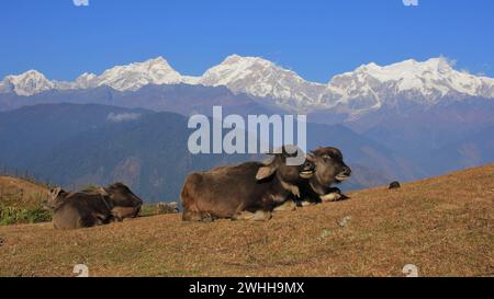 Liegender Wasserbüffel Kälber und Manaslu-Gebirge. Szene in Ghale Gaun, Nepal. Stockfoto