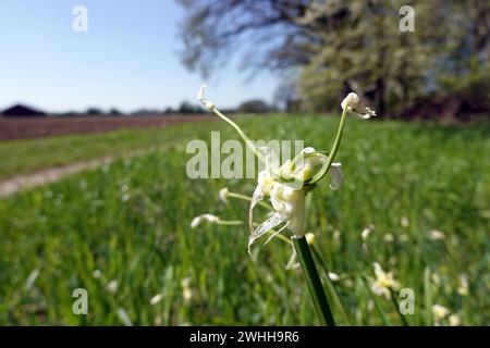 Seltsamer Lauch - Allium paradoxum, blühende Pflanze Stockfoto