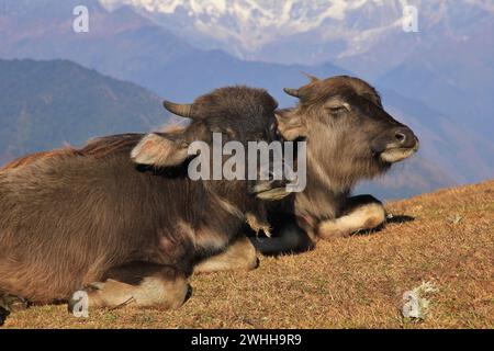 Wasserbüffelkälber, die auf einem Hügel in Nepal ruhen. Stockfoto