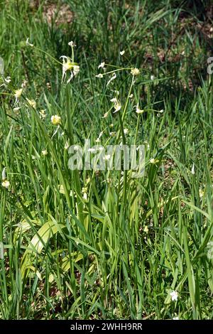 Seltsamer Lauch - Allium paradoxum, blühende Pflanze Stockfoto