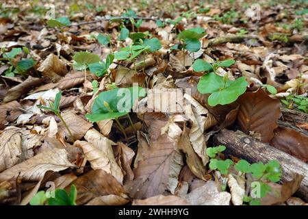 Europäische Buchenkeimlinge (Fagus sylvatica) in einem Laubmischwald Stockfoto